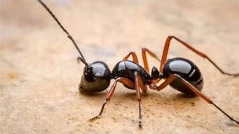 蚂蚁怕什么气味和东西会远离(蚂蚁最怕什么东西怎么消灭蚂蚁)