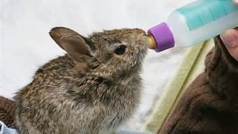 兔子可以喝牛奶(兔子可以喝牛奶吗)