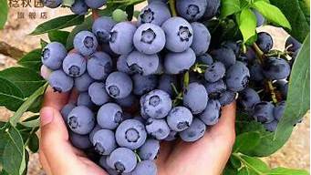 黑珍珠蓝莓苗长什么样子(黑珍珠蓝莓果实多大)