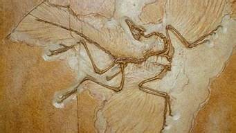 始祖鸟化石真假之谜(始祖鸟恐龙化石)
