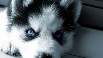 蓝色眼睛狗(蓝眼睛的狗是什么狗图片大全)