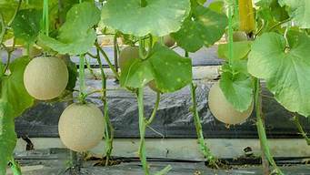 哈密瓜的种植技术和管理(种植哈密瓜的方法)