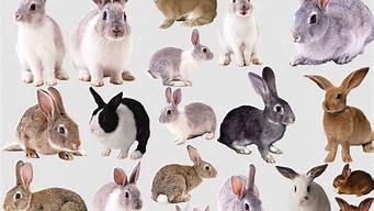 兔子有哪些品种及名称(兔子的种类有什么)