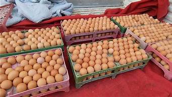 包头市鸡蛋批发(包头今天鸡蛋多少钱一斤)