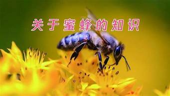 关于蜜蜂的相关知识有哪些(小学生关于蜜蜂的知识简单)