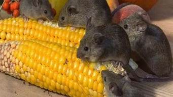 老鼠喜欢吃什么食物诱饵(老鼠喜欢吃什么呢)
