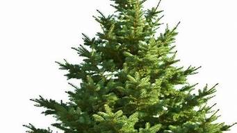 圣诞树为什么要用松树(圣诞树用松树还是柏树)