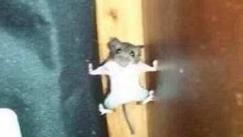 老鼠可以在墙上爬吗(老鼠会不会爬墙壁)