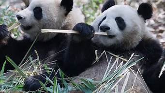 大熊猫具体吃什么(大熊猫都吃些什么)
