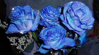 蓝玫瑰的含义是什么意思(蓝色玫瑰表示什么意思)