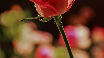 一朵红玫瑰的花语是什么意思(红玫瑰花语是啥)