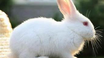 兔子的尾巴有什么作用是什么(兔子的尾巴的作用有哪些)