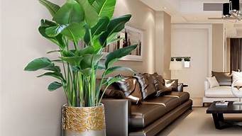 哪些植物适合养在客厅内(什么植物适合养在客厅)