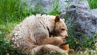 熊的主要食物是什么(世界上最小的熊是马来熊小浣熊树袋熊)