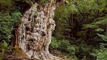 世界上什么树最古老(世界上最古老的树是什么)