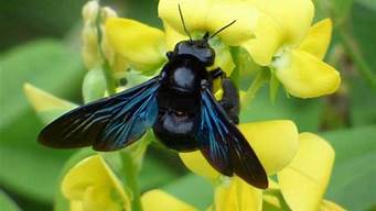一种黑色的蜂(黑色的蜂叫什么)