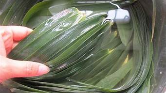 新鲜的粽叶要怎么处理才能包粽子(包粽子用的叶子怎么处理可以放的时间久点)