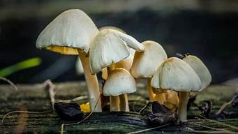 长期吃蘑菇对人体有哪些利弊和坏处(常吃蘑菇有什么坏处)