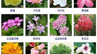 鲜花的种类大全及名字(常见鲜花的名称)