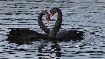 黑天鹅的寓意及象征爱情(黑天鹅寓意是什么意思)