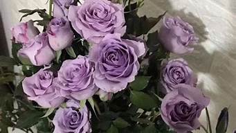 紫色的玫瑰花的花语是什么(紫色的玫瑰花语是什么意思)