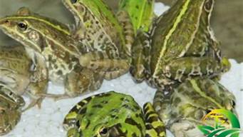 关于青蛙得养殖方法的信息