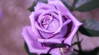 紫色的玫瑰的花语是什么(紫色的玫瑰花语是什么意思)