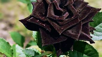 黑色玫瑰的花语是(黑色的玫瑰花花语)