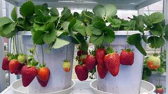 家里阳台怎么种草莓(在阳台上种草莓怎么种)