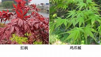 红枫跟鸡爪槭(如何区分红枫和鸡爪槭)