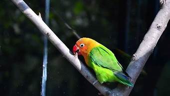 绿皮红头鹦鹉(红嘴绿身鹦鹉可以养吗?违法吗?)