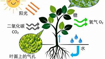 植物的光合作用和呼吸作用(植物的光合作用化学方程式)