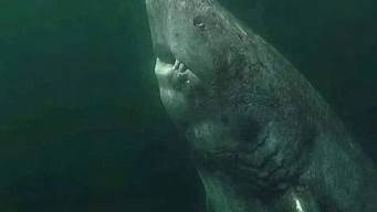 格陵兰鲨鱼三百多岁(格陵兰鲨鱼平均寿命)