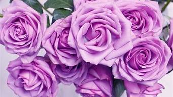 紫玫瑰花的寓意和花语(紫玫瑰花语代表什么)