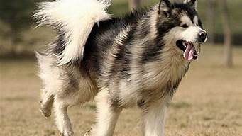 巨型阿拉斯加犬能长多大(巨型阿拉斯加是什么品种)