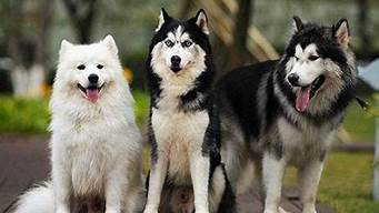 哈士奇犬与阿拉斯加雪橇犬(阿拉斯加雪橇和哈士奇的区别)