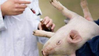 猪预防流感用什么药(怎么预防猪流感)