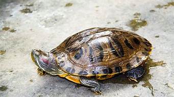 巴西乌龟能不能放生(巴西龟可以放生吗法律)