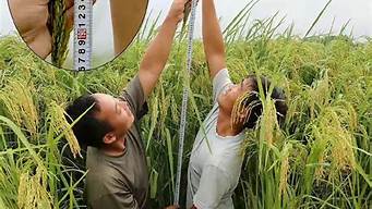 巨型稻产量怎么样(巨型稻多少钱一斤)