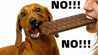 小狗可以吃巧克力糖吗(小狗能不能吃巧克力)