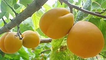 孕妇可以吃杏子嘛杏子(孕妇可不可以吃杏子?)