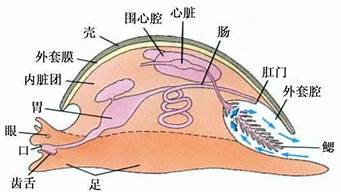 外套膜的定义(外套膜来源于哪个胚层)