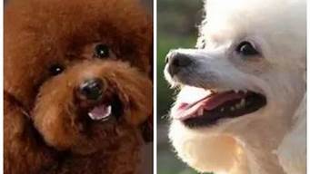 贵宾犬和泰迪犬有什么区别,视频(贵宾犬和泰迪是一样品种吗)