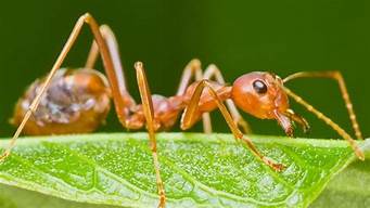 蚂蚁的特点和生活方式(蚂蚁的特点和生活特征)