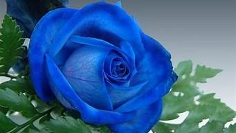 蓝色妖姬是哪种花(蓝色妖姬的花语代表什么意思)