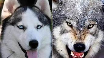 狼和狗 区别(狼和狗和犬的区别)