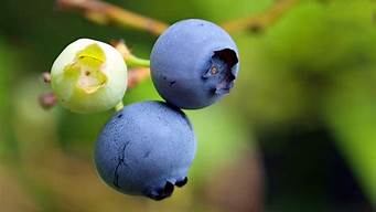 蓝莓表面的白霜是农药残留吗(蓝莓表面的白霜有营养吗)