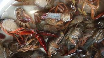 洗好的小龙虾怎么保存到第二天「小龙虾清洗好可以放多久」