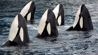 自然界的虎鲸群体被称为什么(虎鲸与人类的关系)