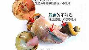 海螺的哪个位置不能吃(海螺哪个部位能吃哪个不能吃)